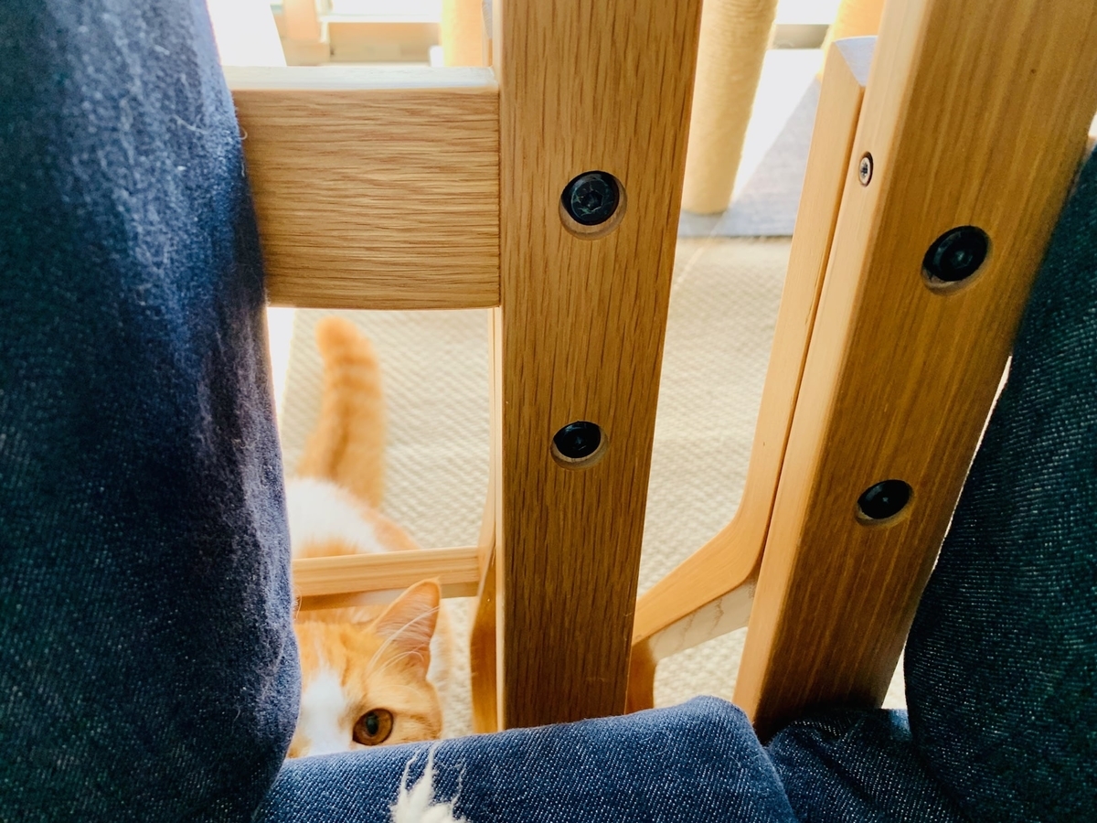 ソファの間から狙うるるちゃん2