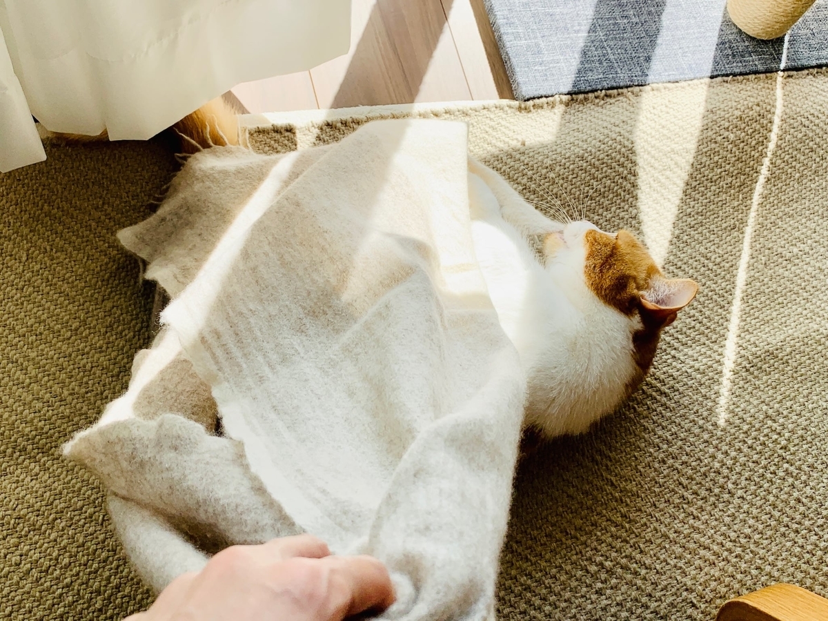 マフラーで遊ぶるるちゃん2