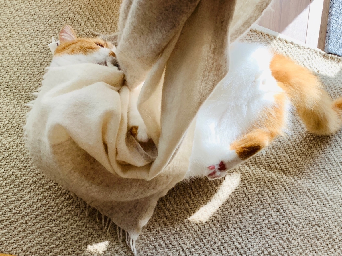 マフラーで遊ぶるるちゃん1
