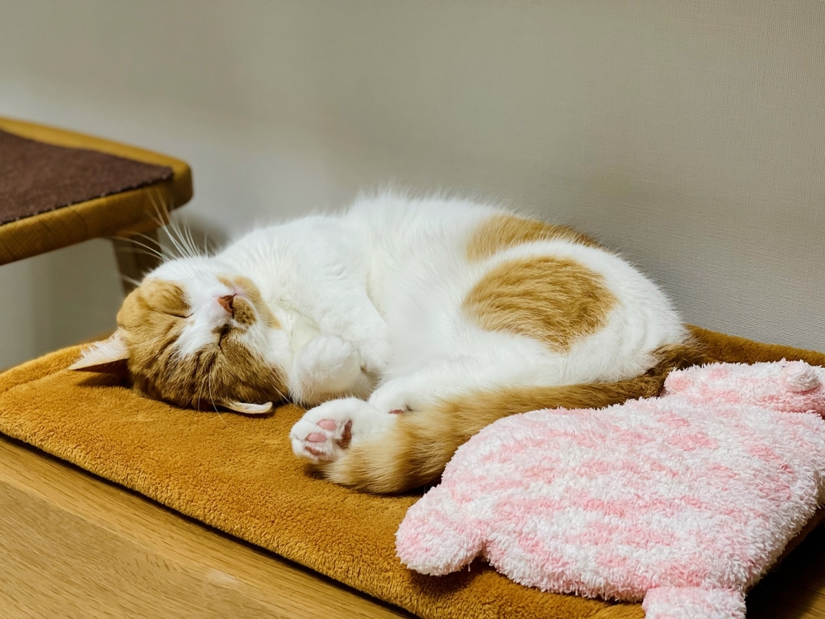 テーブルでお昼寝中のるるちゃん