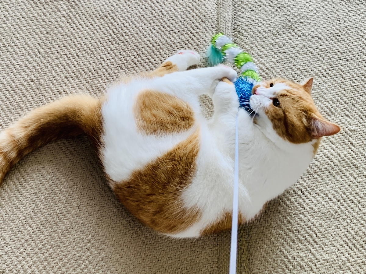 おもちゃでじゃれるるるちゃん3