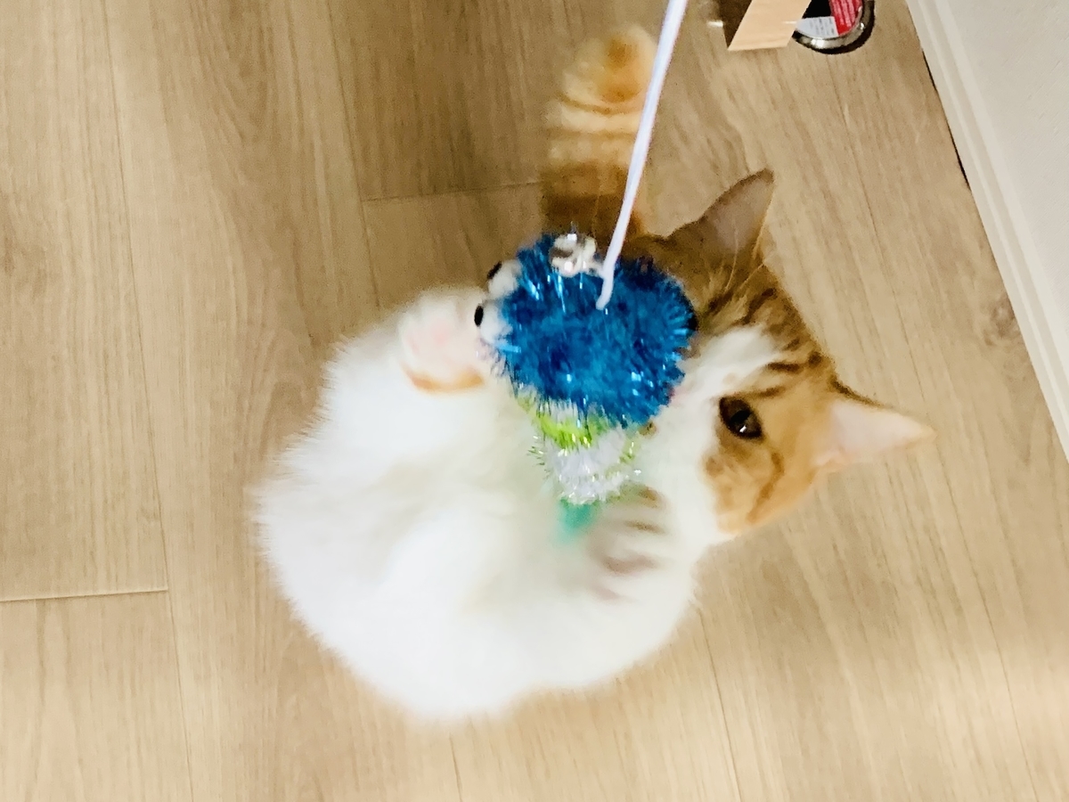 おもちゃでじゃれるるるちゃん2