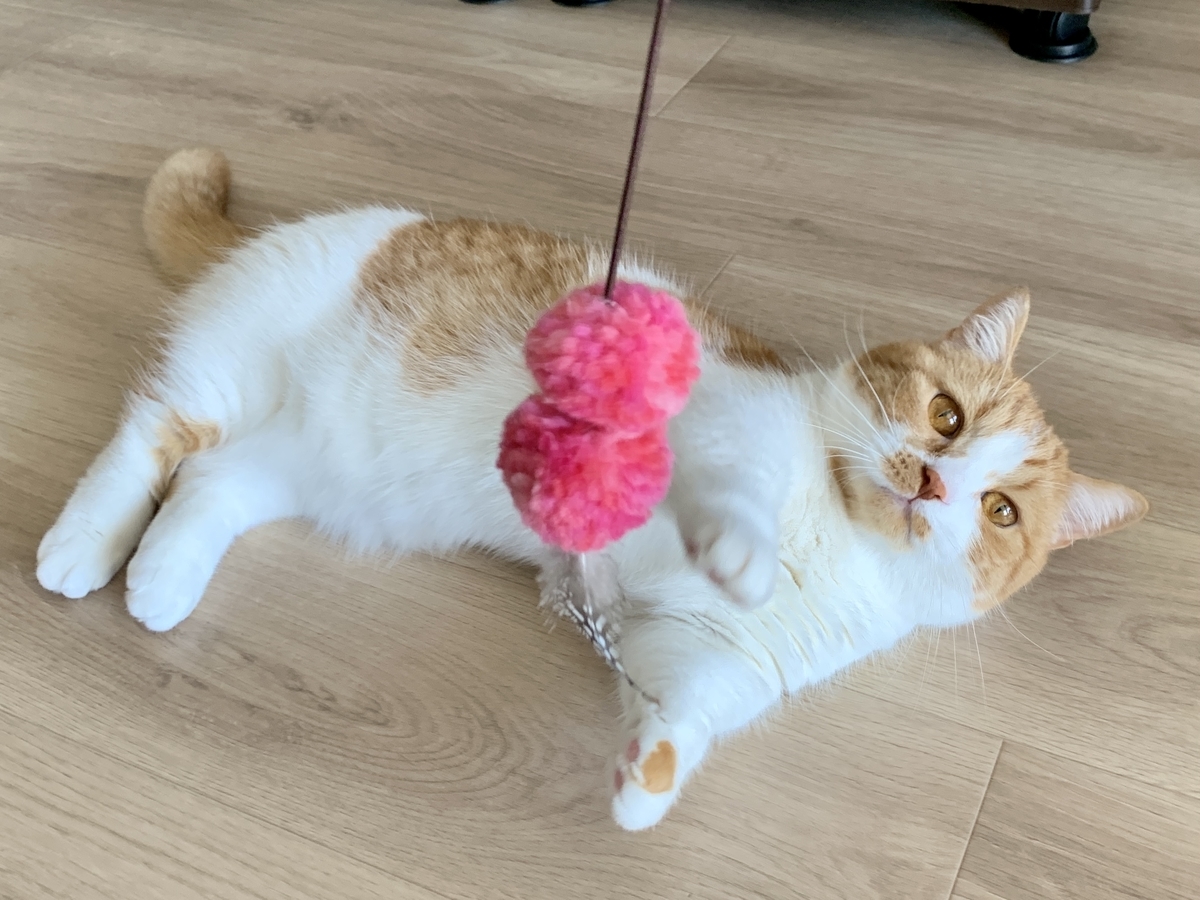 おもちゃでじゃれるるるちゃん6