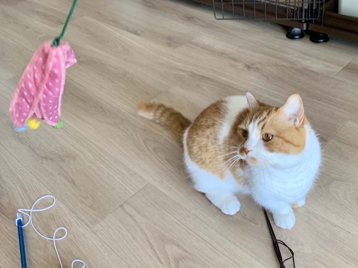 おもちゃでじゃれるるるちゃん7