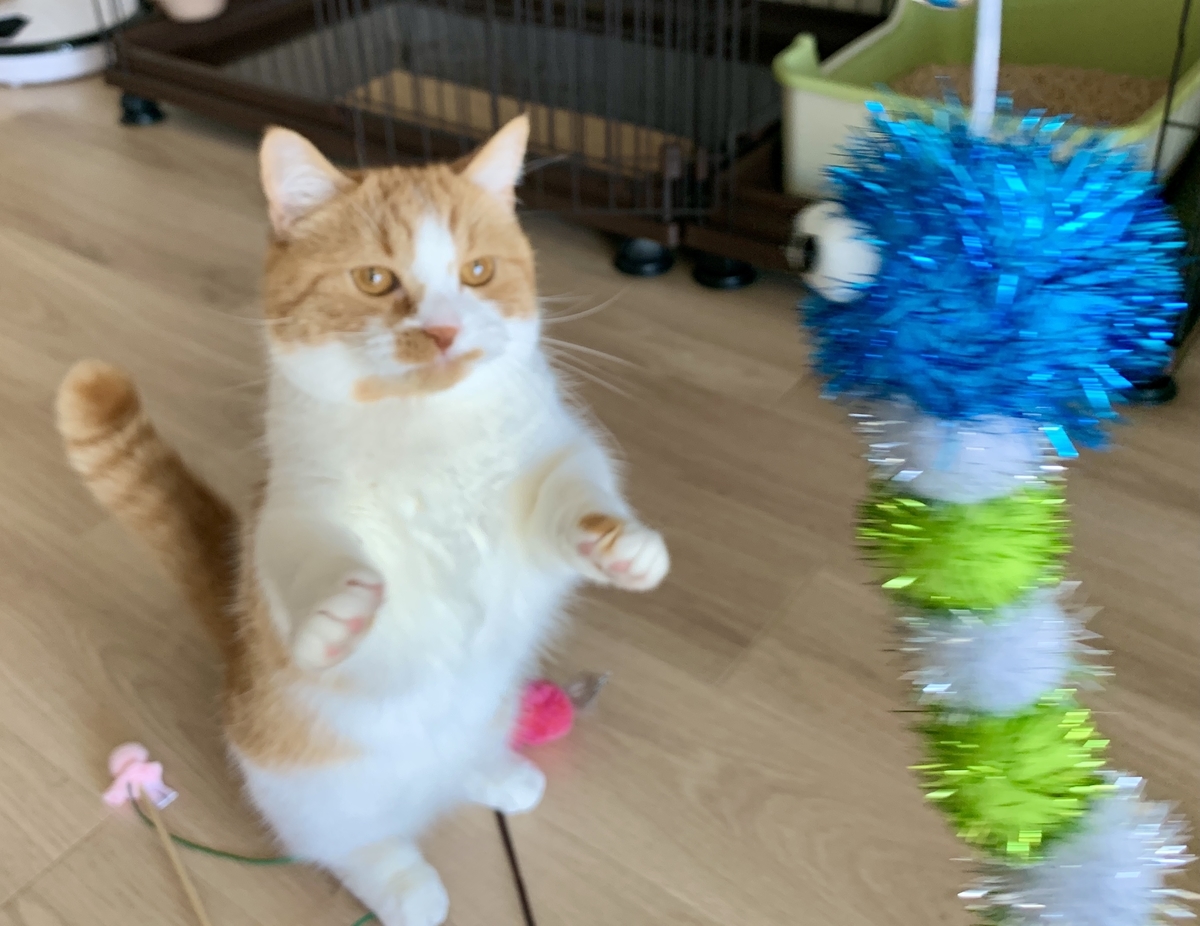 おもちゃでじゃれるるるちゃん