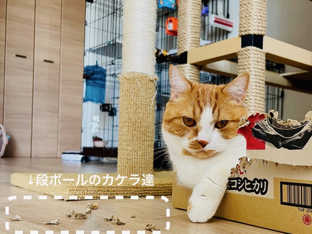 Amazonの段ボール爪研ぎキタ 5分も経たないうちに破壊 そんな愛猫がわたしは大好きです 短足マンチカン るるである