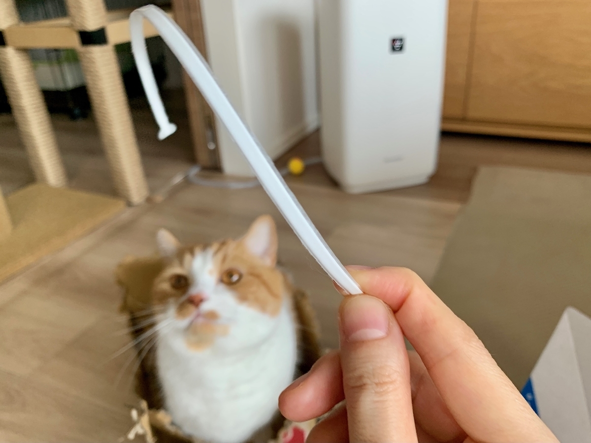 ジッパーの紐で遊ぶるるちゃん2