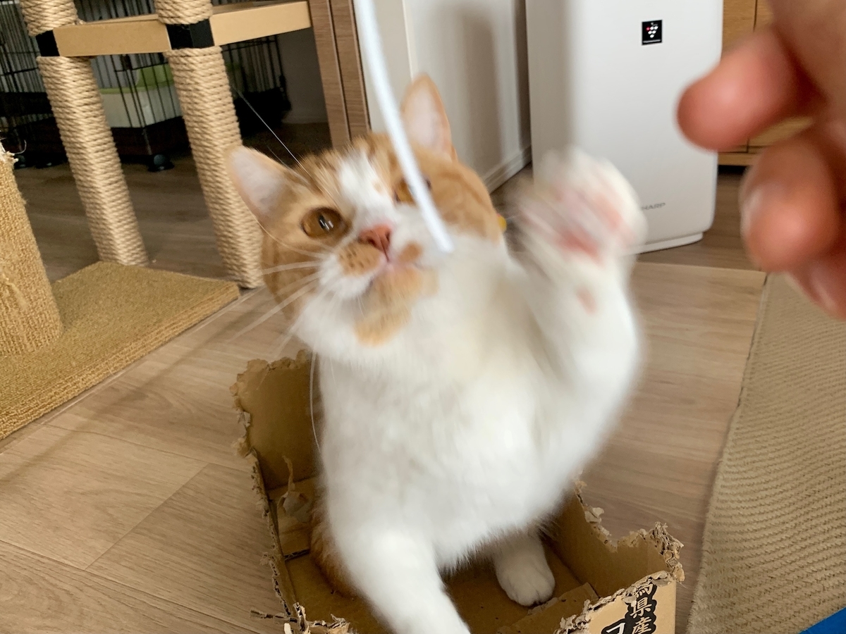 ジッパーの紐で遊ぶるるちゃん3