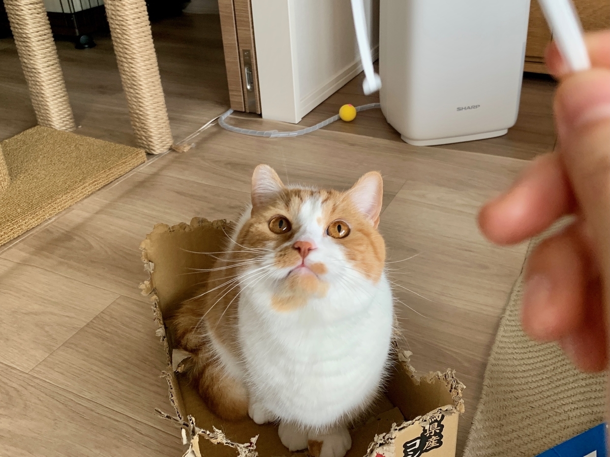 ジッパーの紐で遊ぶるるちゃん1