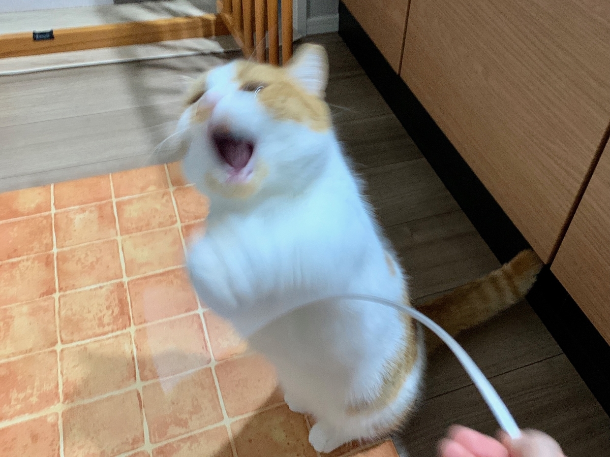 ジッパーの紐で遊ぶるるちゃん5