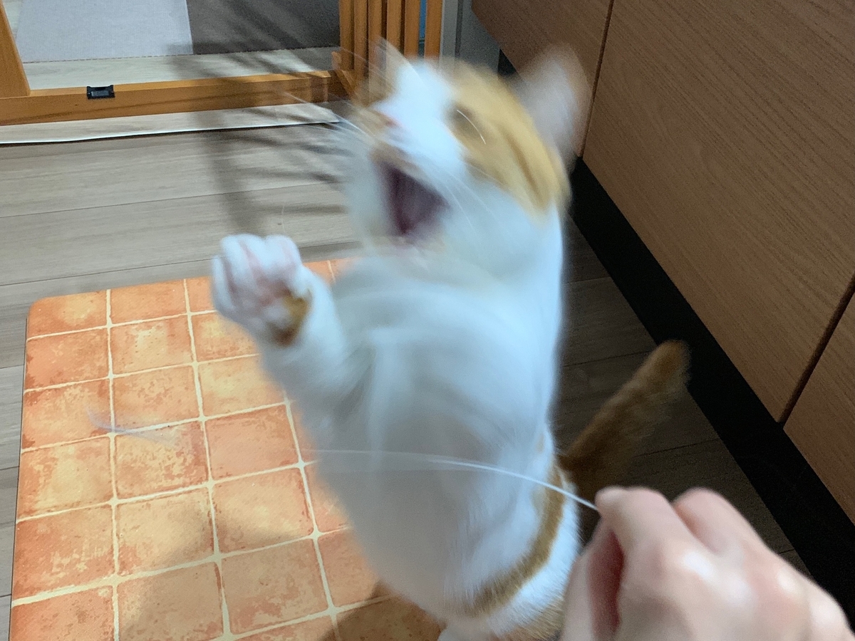 ジッパーの紐で遊ぶるるちゃん6