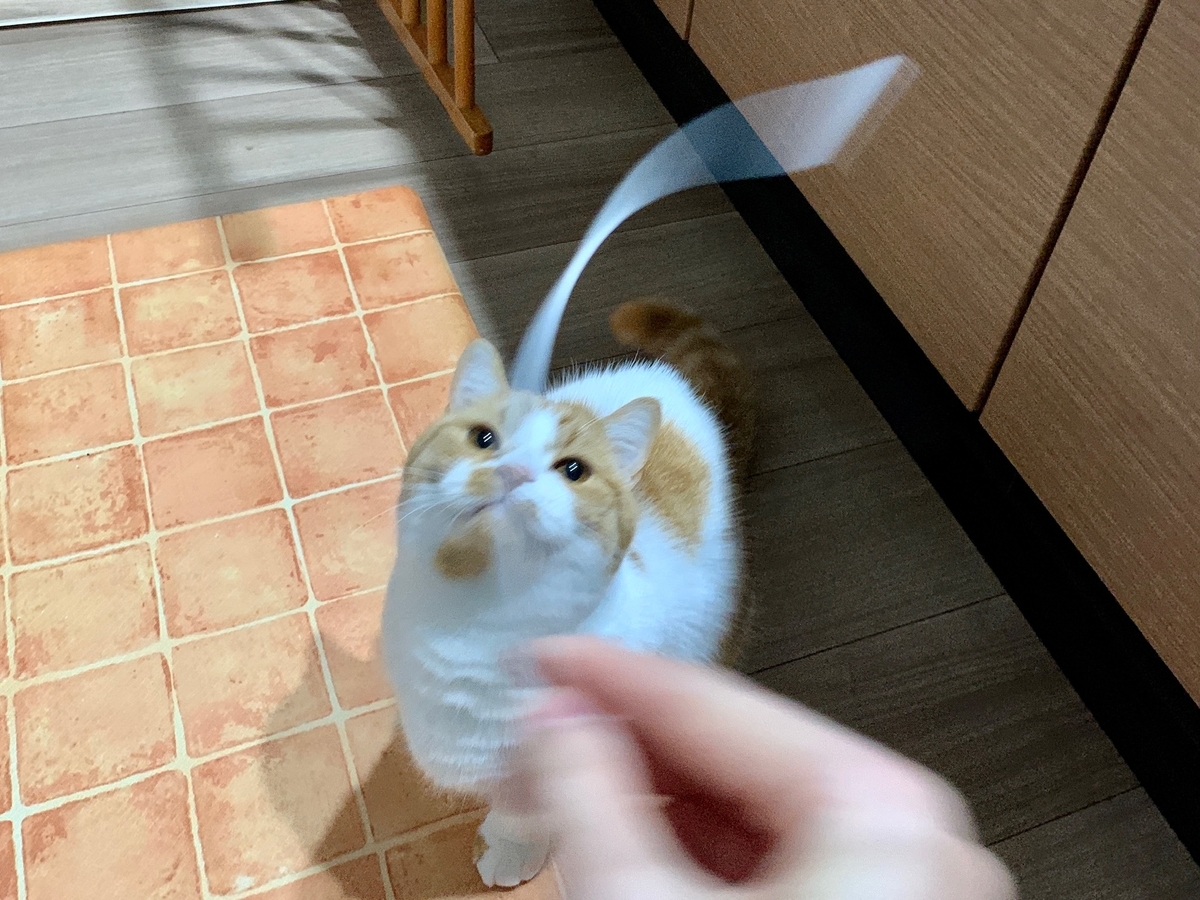 ジッパーの紐で遊ぶるるちゃん4