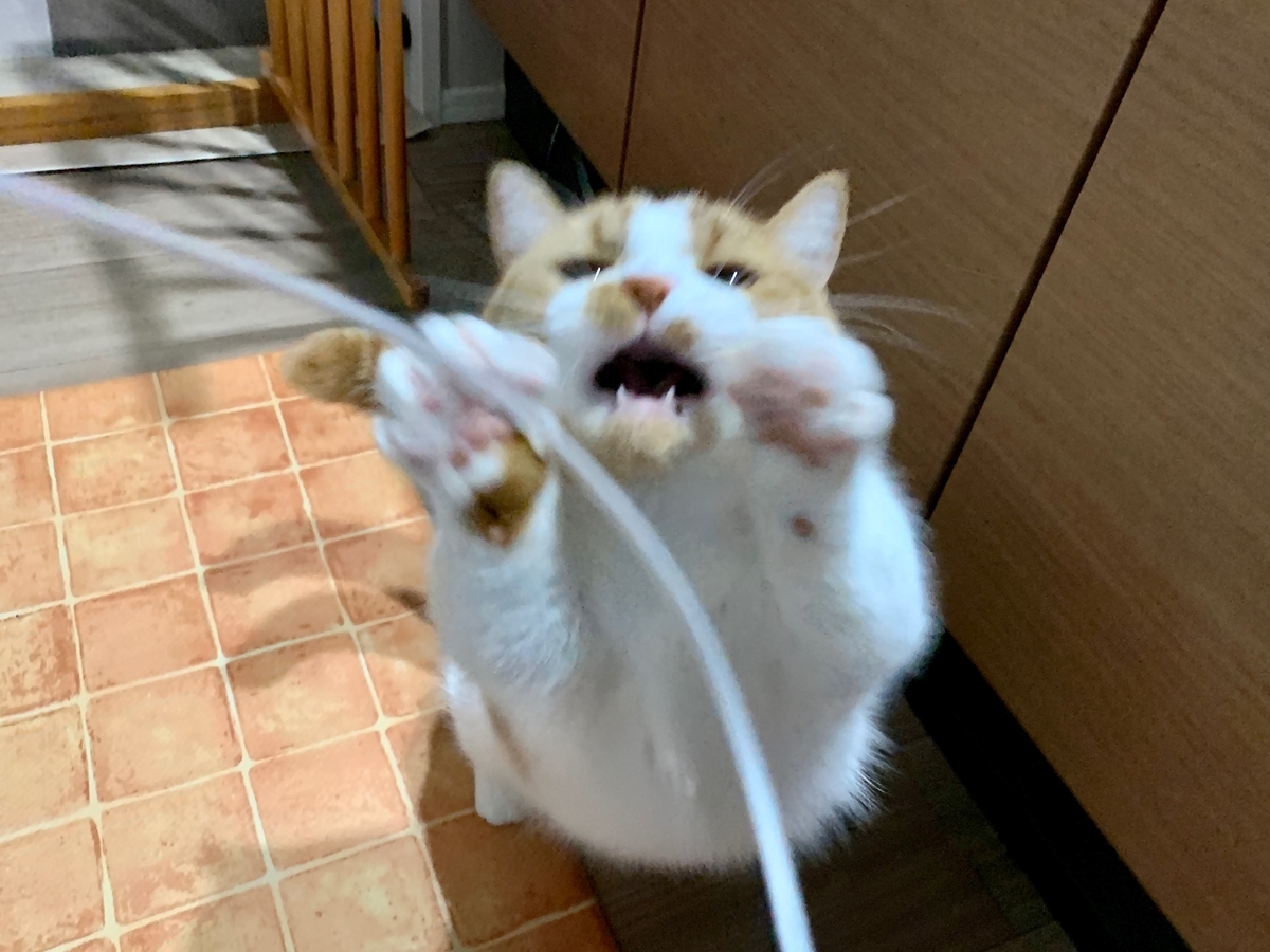 ジッパーの紐で遊ぶるるちゃん7