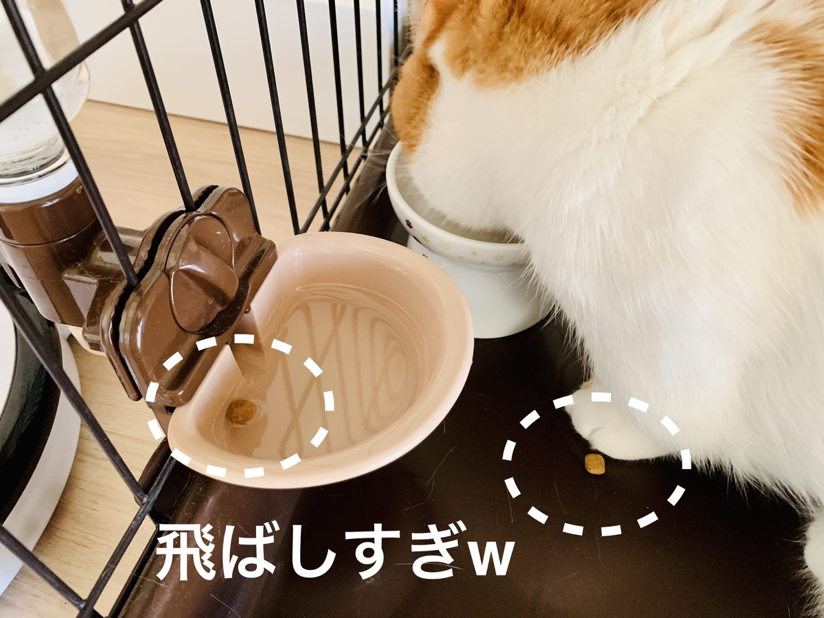 こぼしているカリカリ