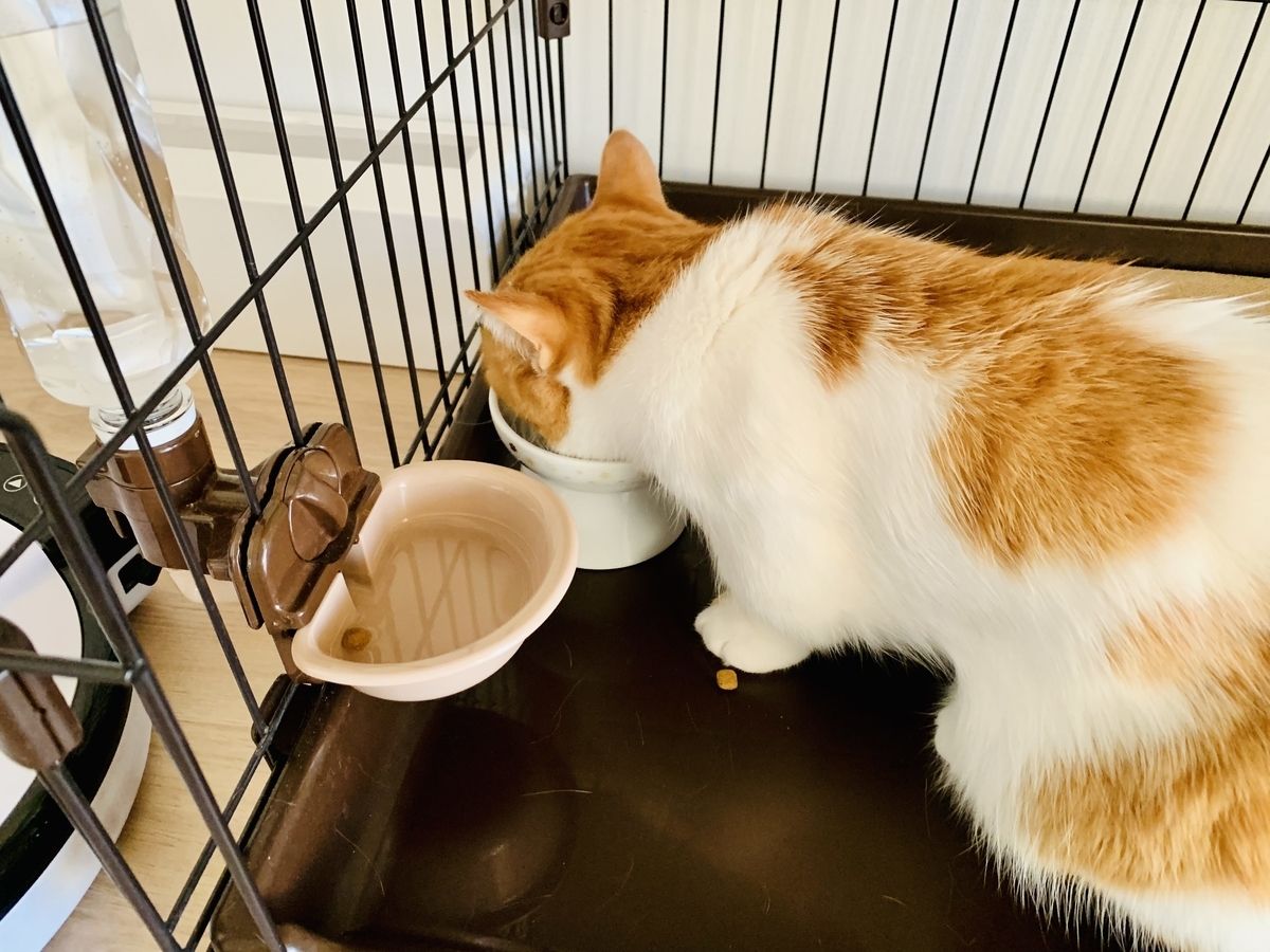 元気に朝ご飯を食べるるるちゃん