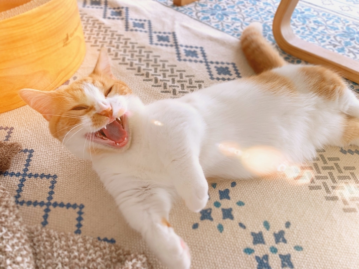 猫学 子猫の飼い主さん必見 猫の乳歯から永久歯への生え変わりをご存知ですか 短足マンチカン るるである
