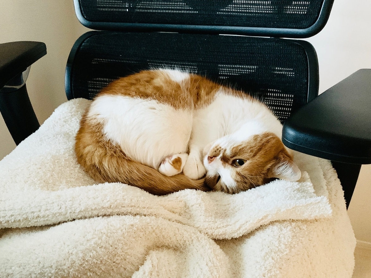 仕事椅子の上で眠るるるちゃん2