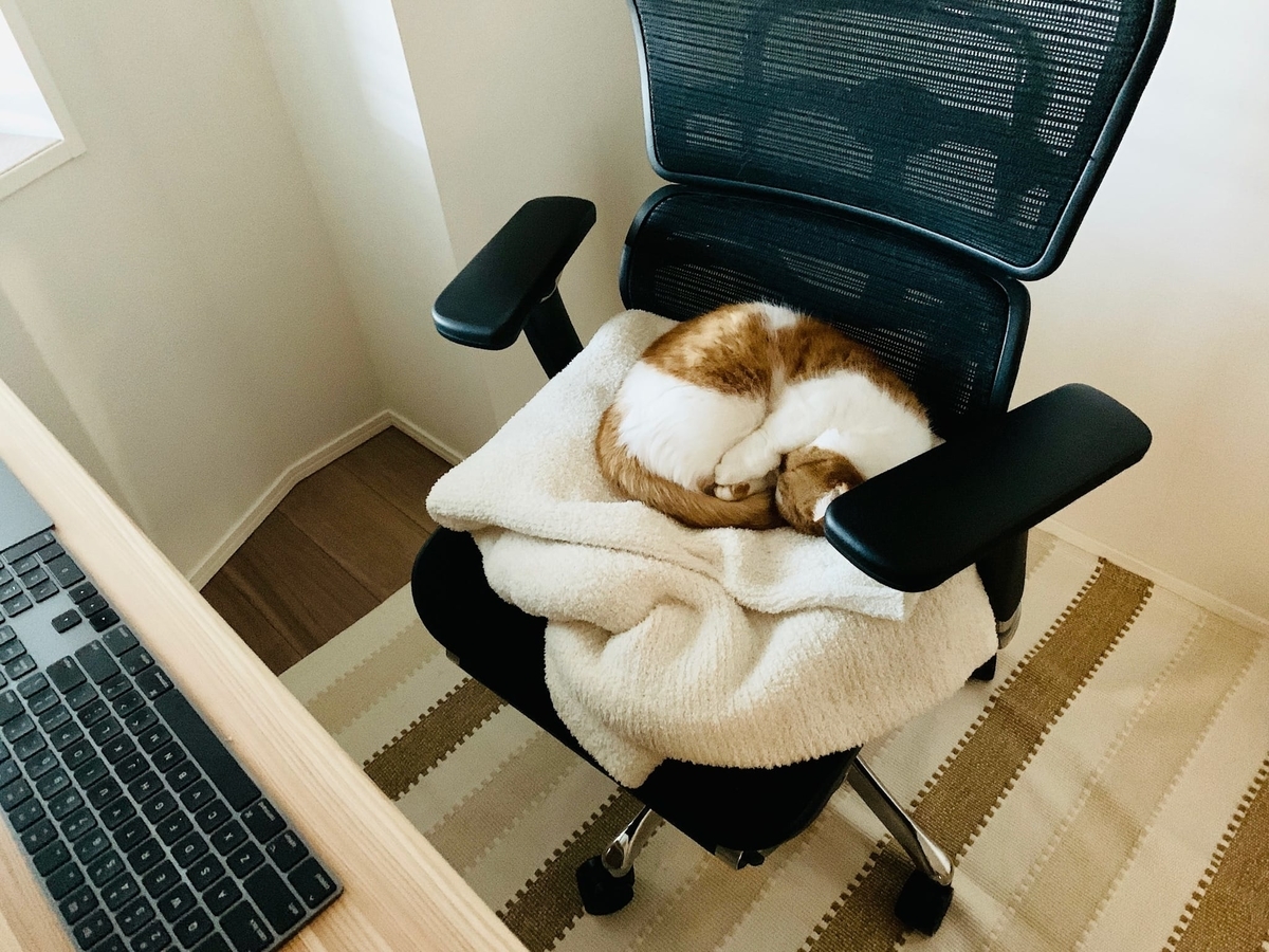 仕事椅子の上で眠るるるちゃん1