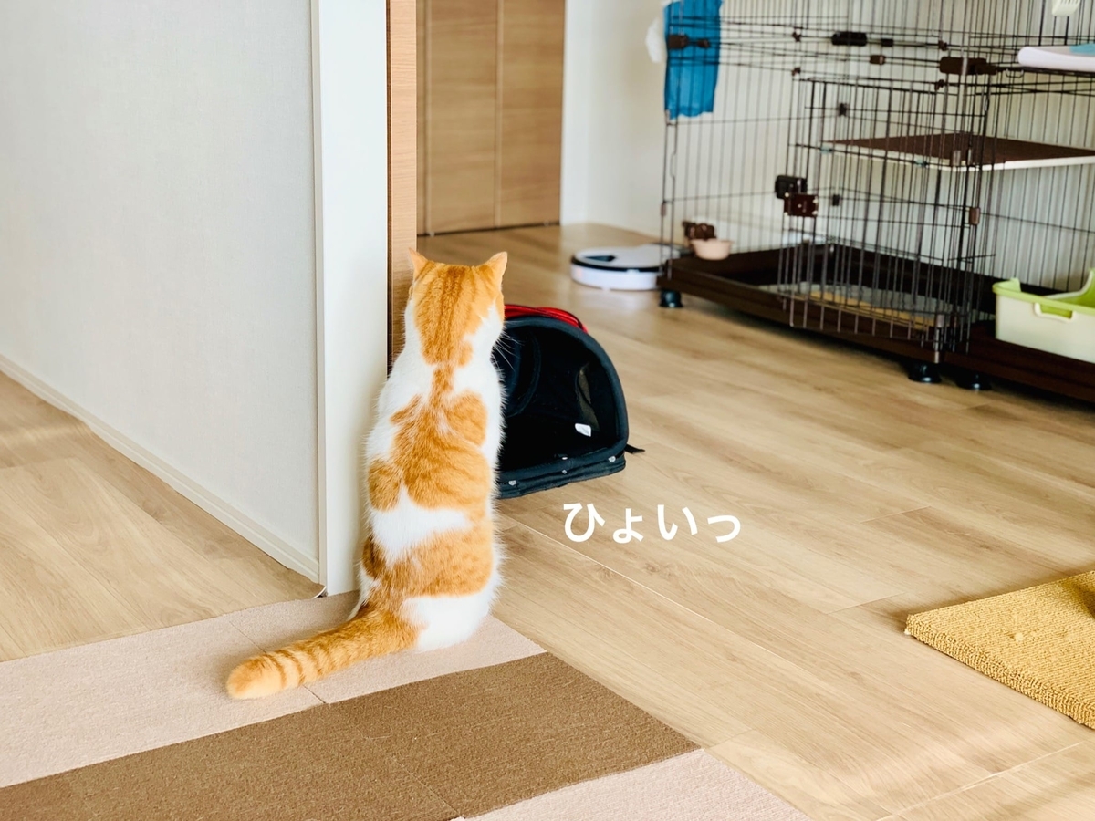 立ち上がってオートフィーダーを見つめるるるちゃん1