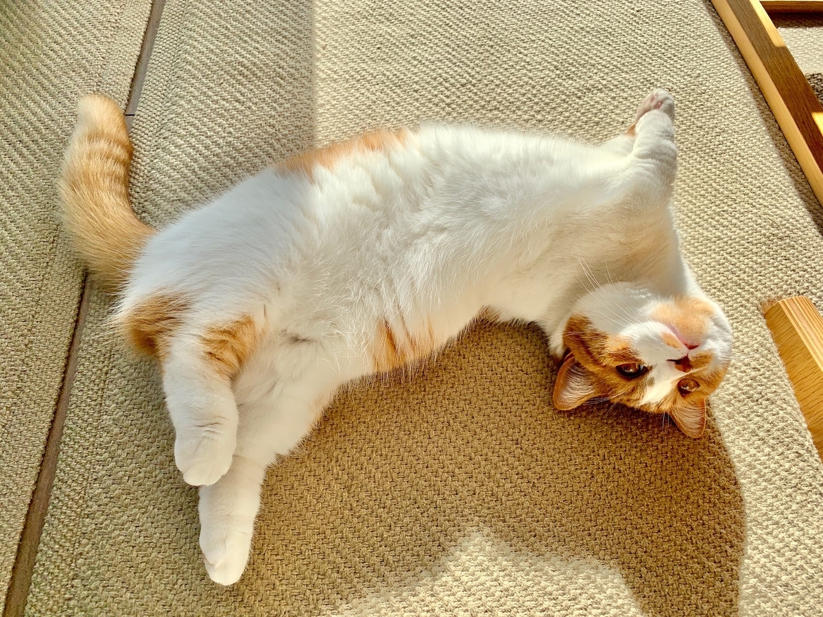 冬のへそ天は飼い主の心をぽかぽかと温めてくれます 短足マンチカン るるである