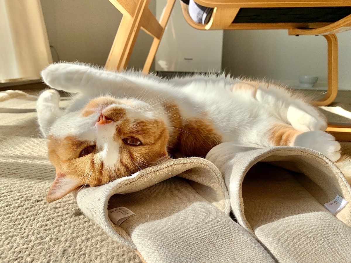 冬のへそ天は飼い主の心をぽかぽかと温めてくれます 短足マンチカン るるである