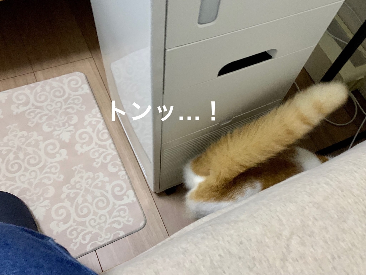 新しいマットにビビるるるちゃん6