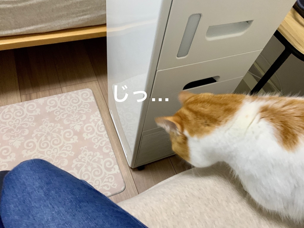 新しいマットにビビるるるちゃん3