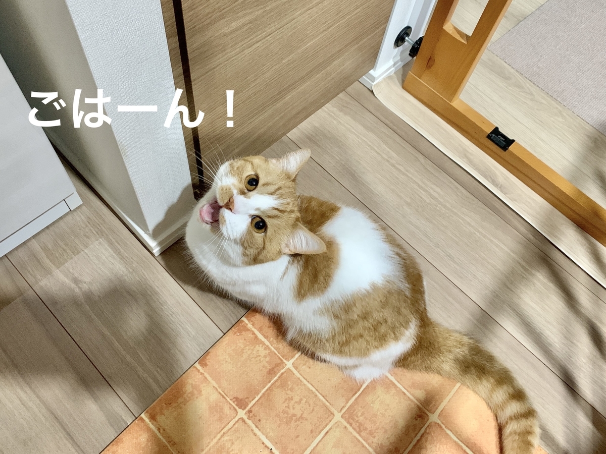 ご飯の棚の前でおねだりするるるちゃん2