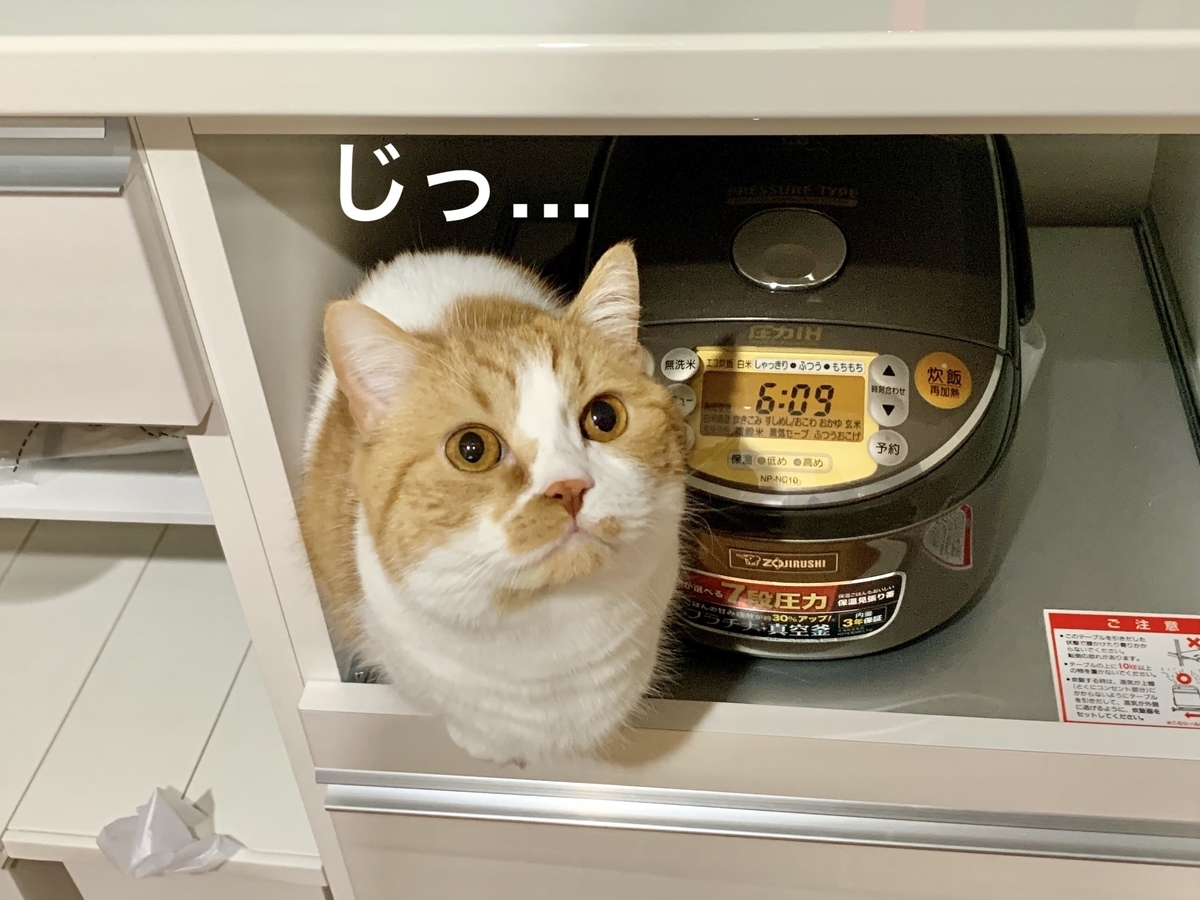 炊飯器コーナーから見つめるるるちゃん