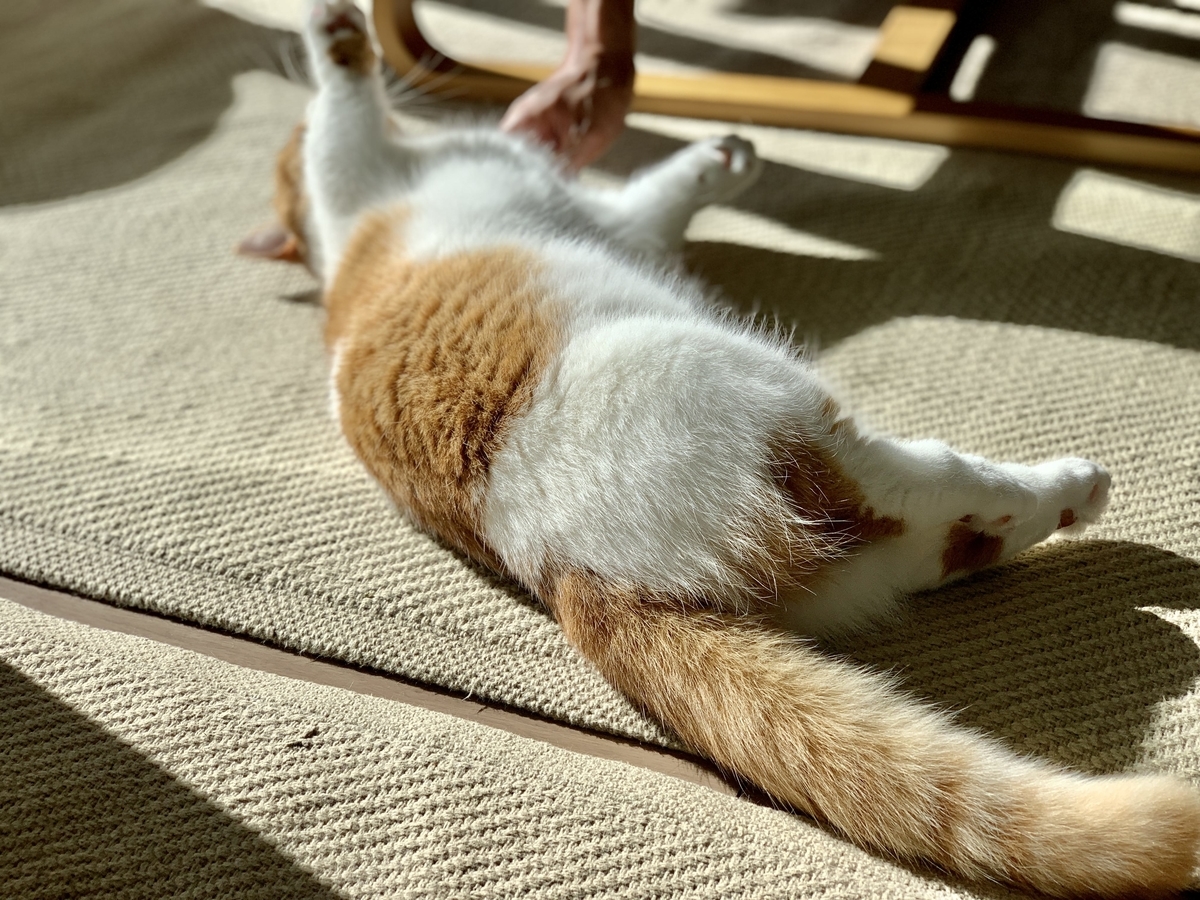 なでなでされるるるちゃん2