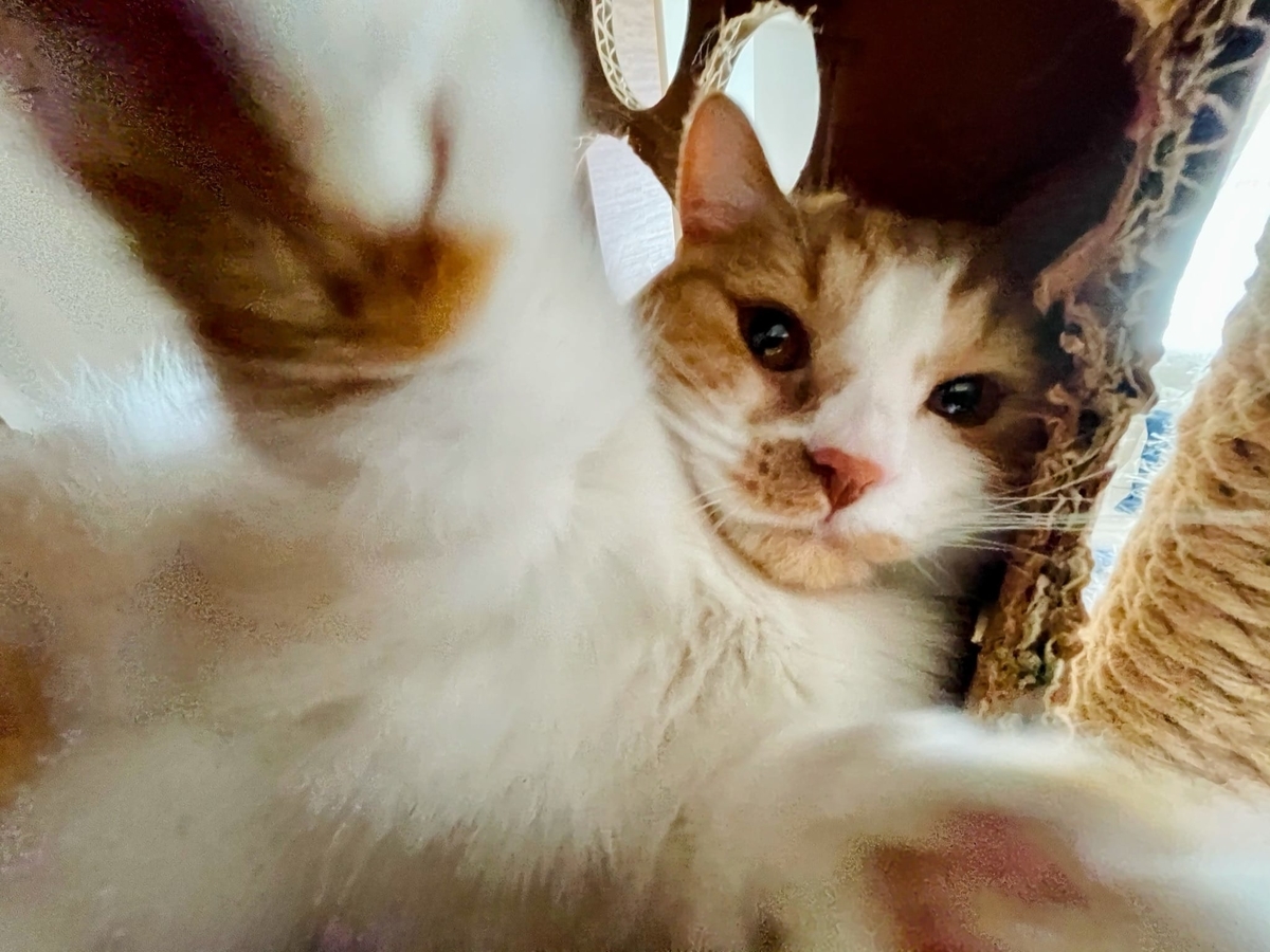 うるうるお目々の猫ちゃんクリスマス⑩