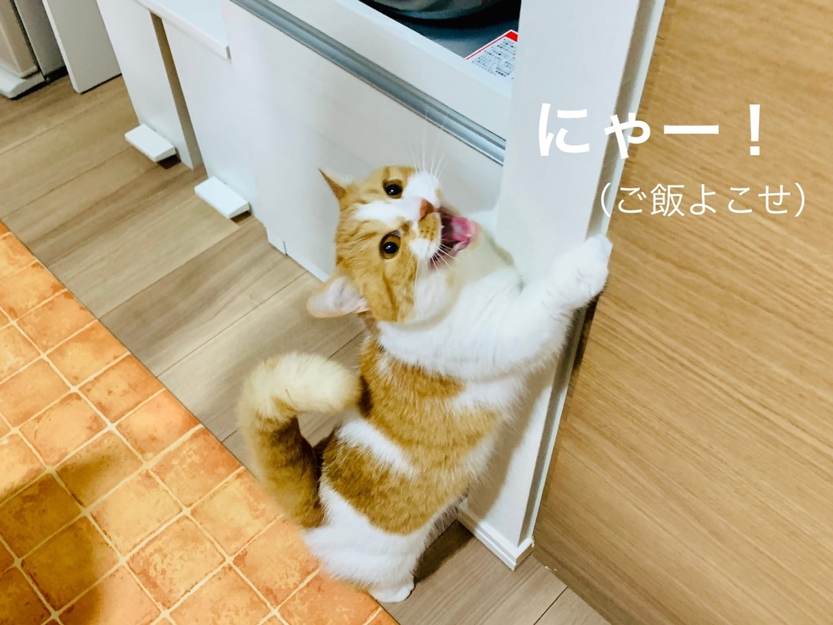 元気におねだりするるるちゃん