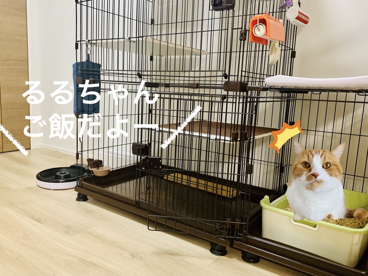 うんちタイムにオートフィーダーが鳴って焦るるるちゃん