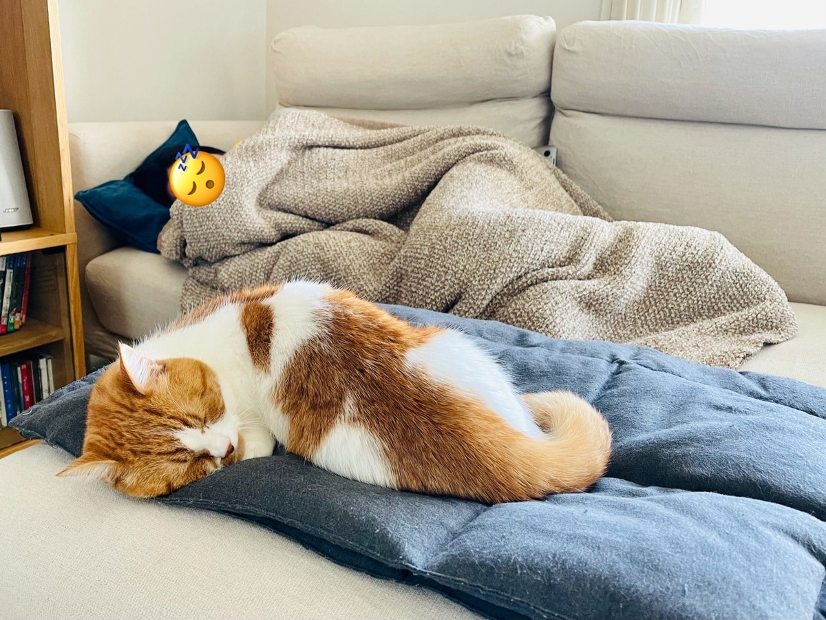 飼い主と一緒にお昼寝するるるちゃん2