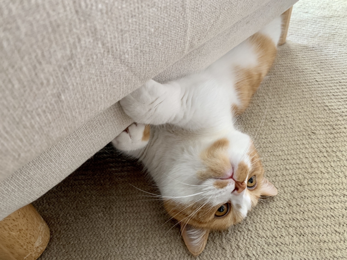 ソファ下に潜むるるちゃん