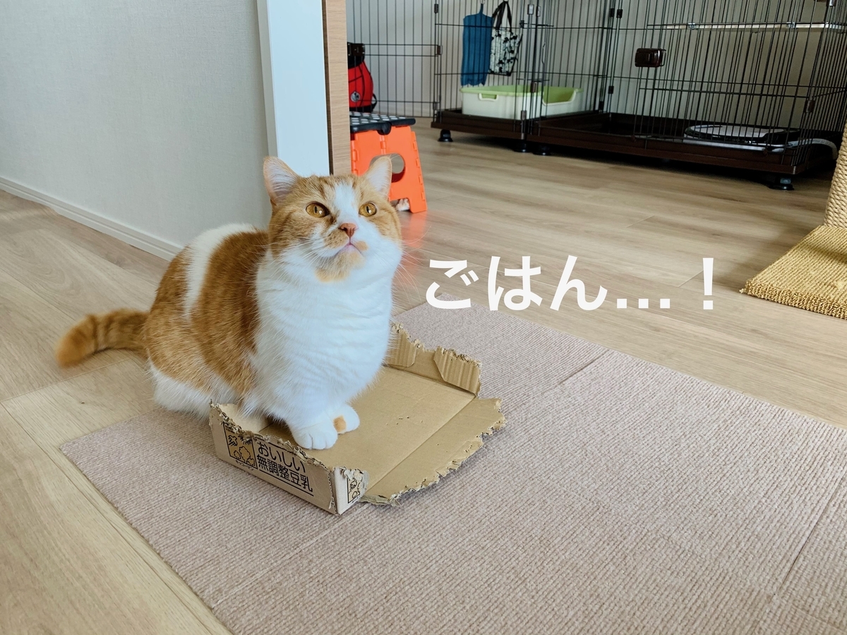 オートフィーダー待ちのるるちゃん