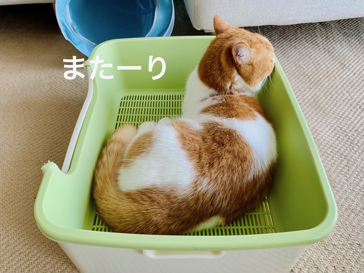 キレイになったトイレでまったりするるるちゃん3