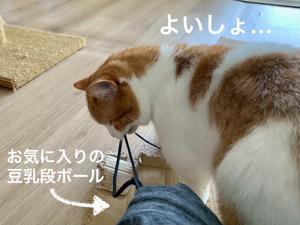 トレーニングウェアの紐が気になるるるちゃん5