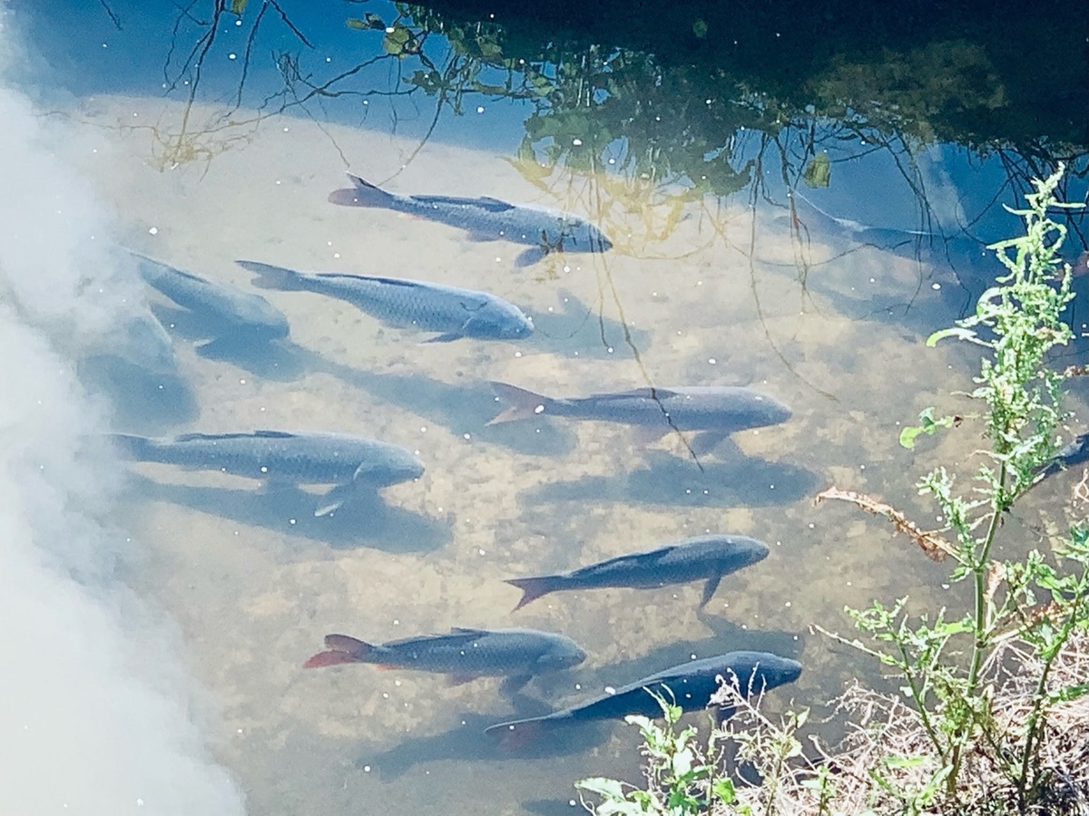 お散歩道の河原の鯉たち