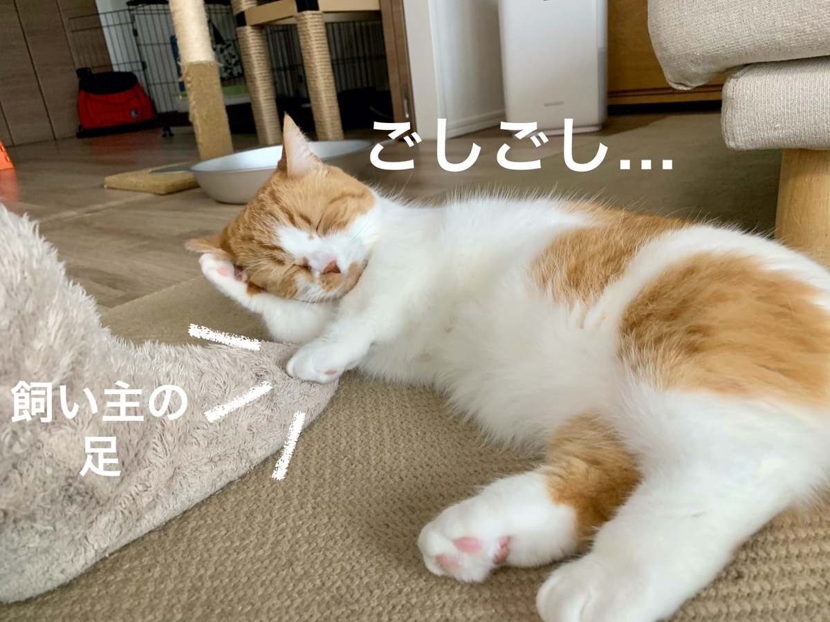 飼い主の足の上に頭を乗せるるるちゃん2