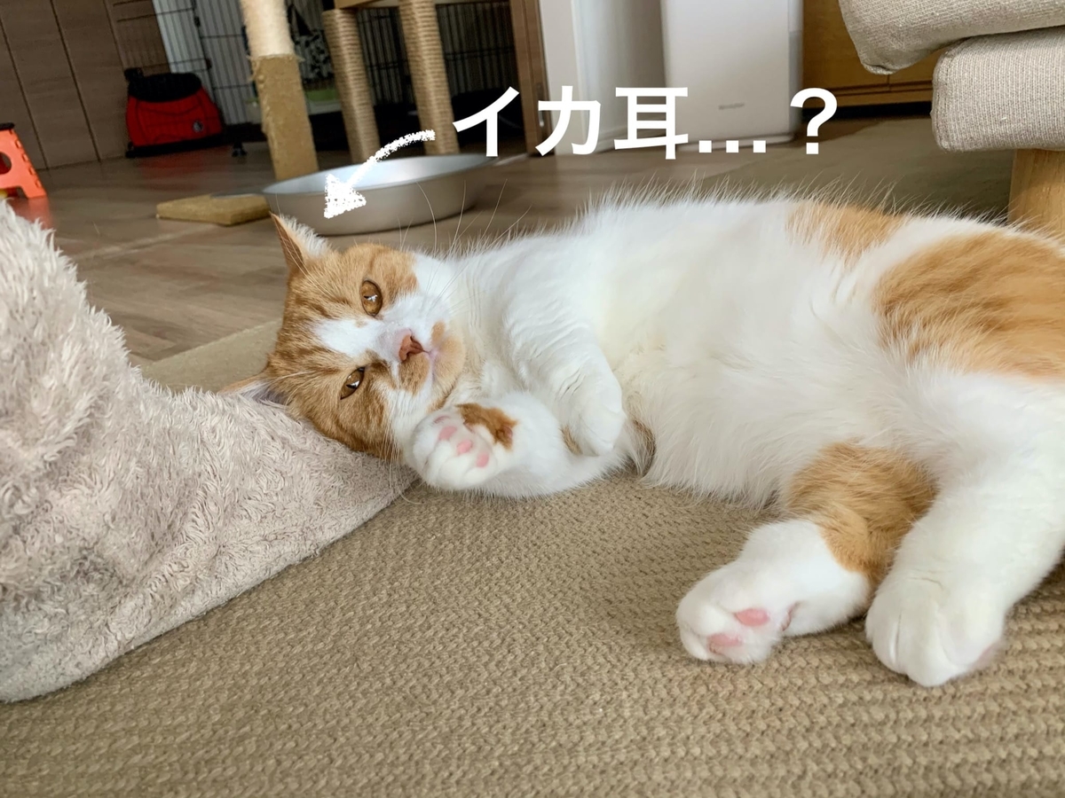 飼い主の足の上に頭を乗せるるるちゃん5