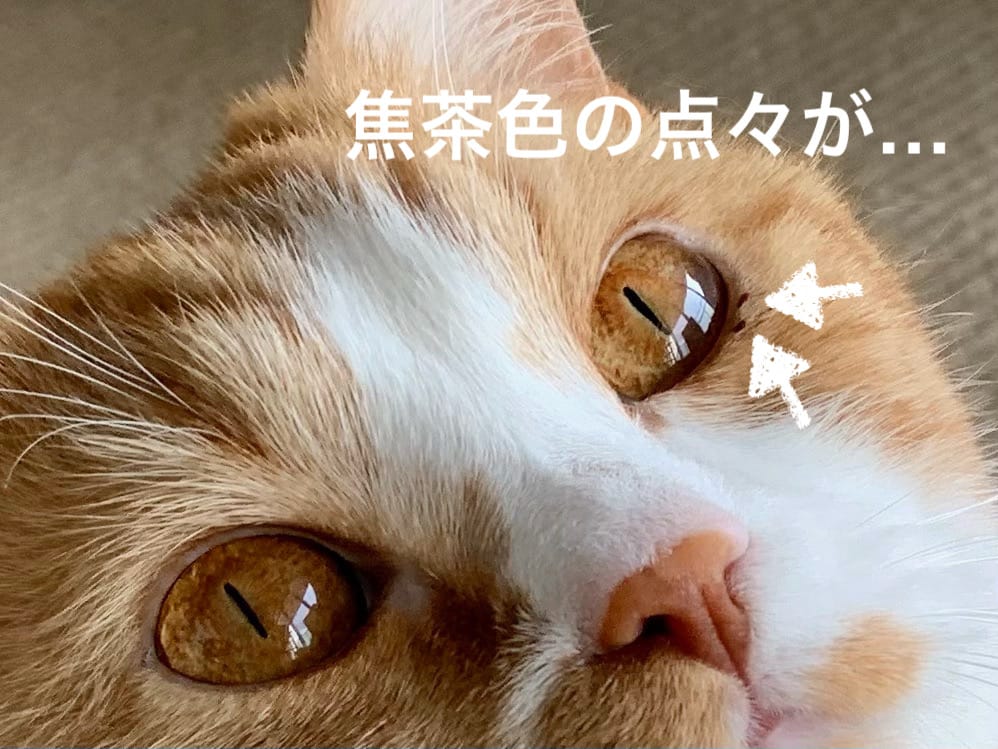 愛猫の目の下に黒い点々が またまたアニコム保険の獣医さんにline相談してみました 短足マンチカン るるである