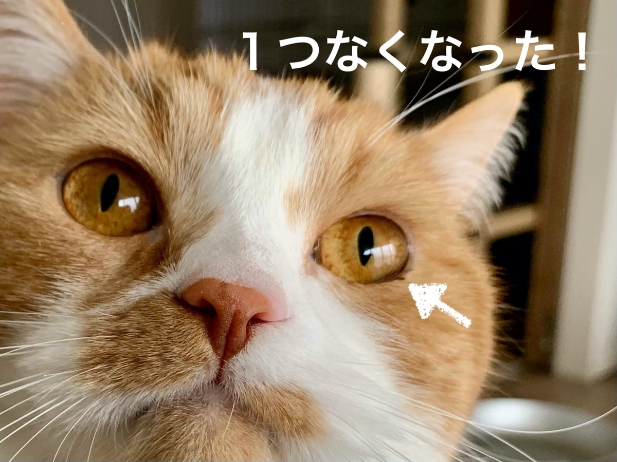 目やにがついたるるちゃん5