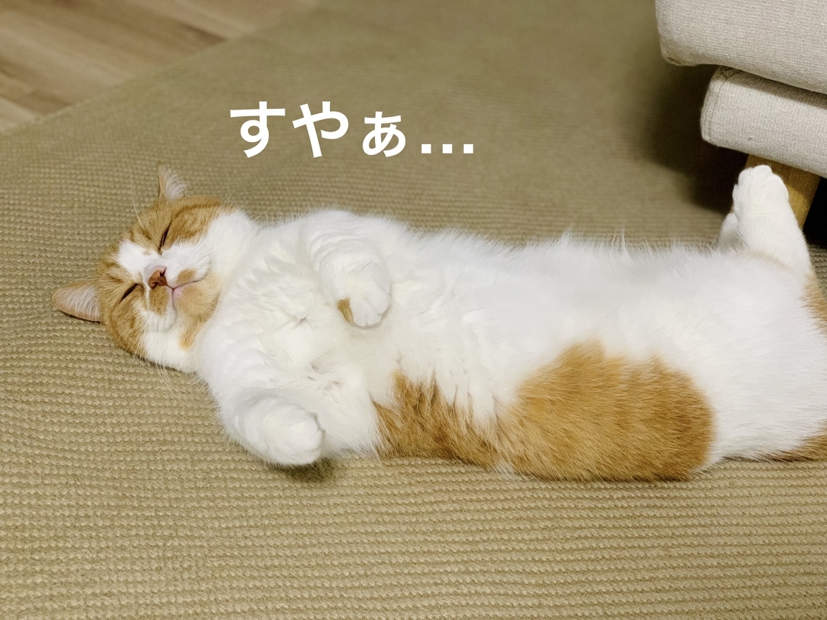 添い寝してくれる愛猫4