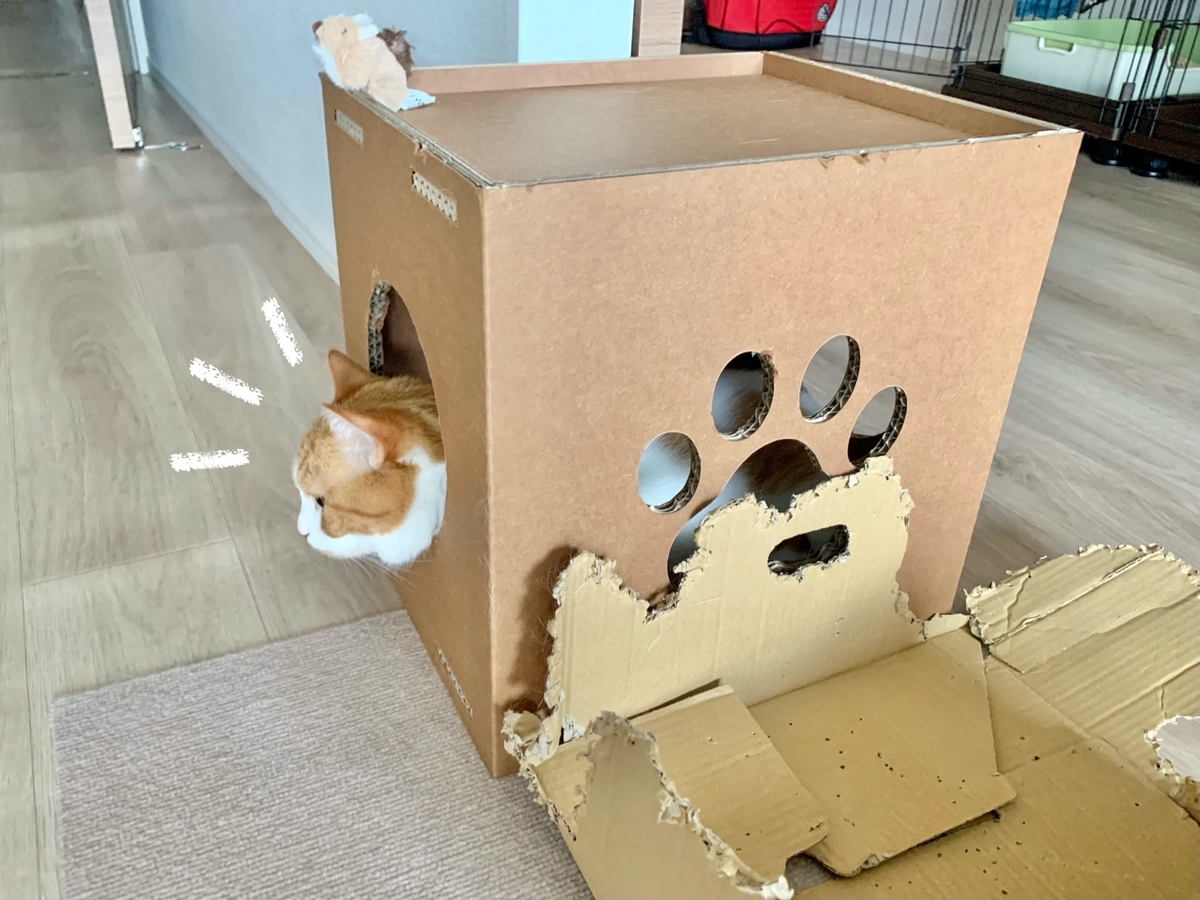 新しい箱に入ってくれたるるちゃん1