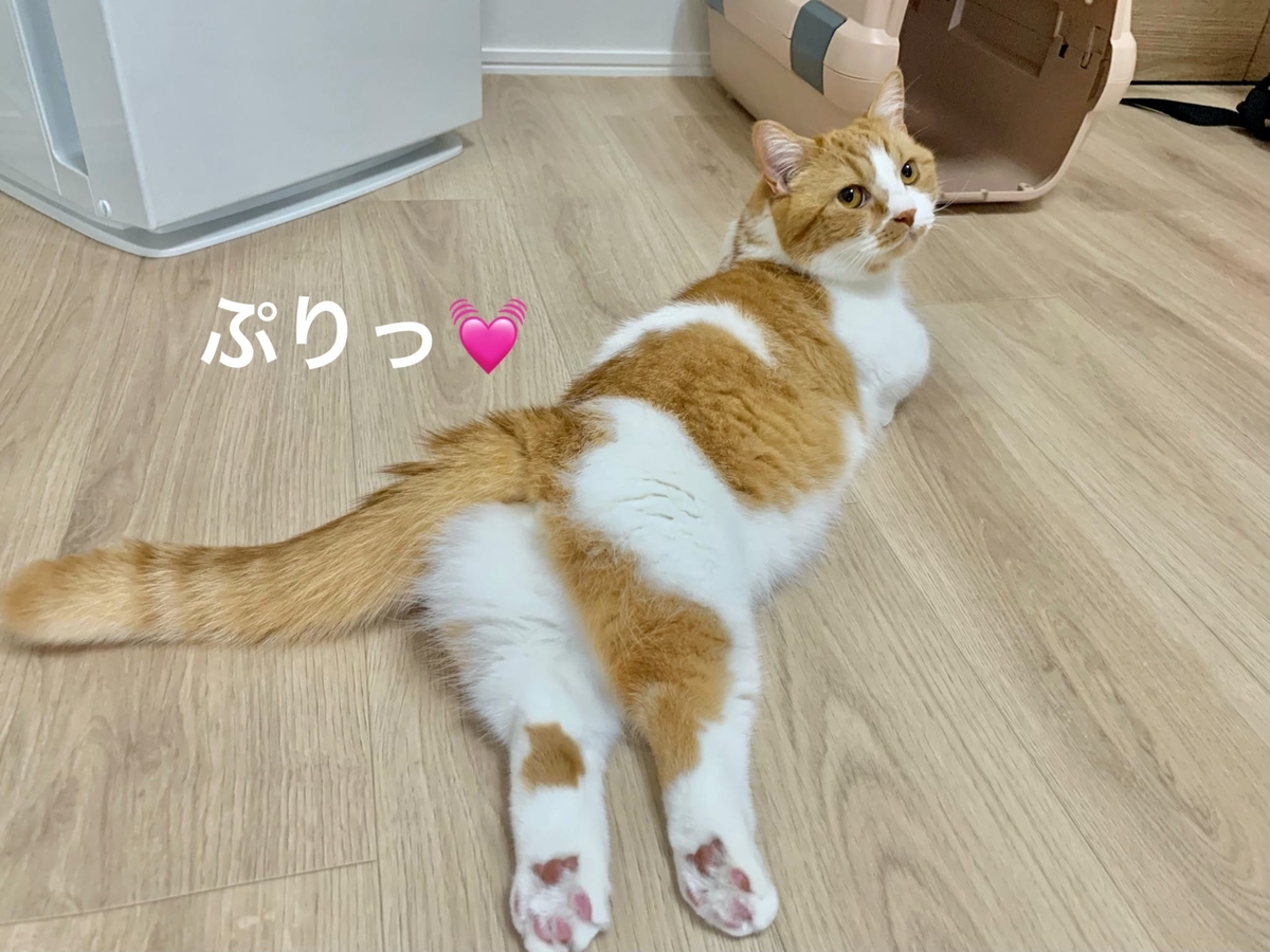 セクシーポーズのるるちゃん