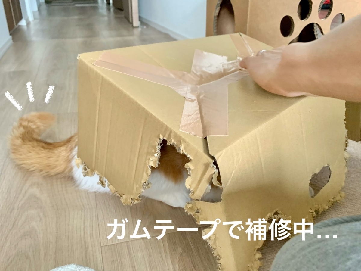 ボロボロの段ボールの中に潜むるるちゃん1