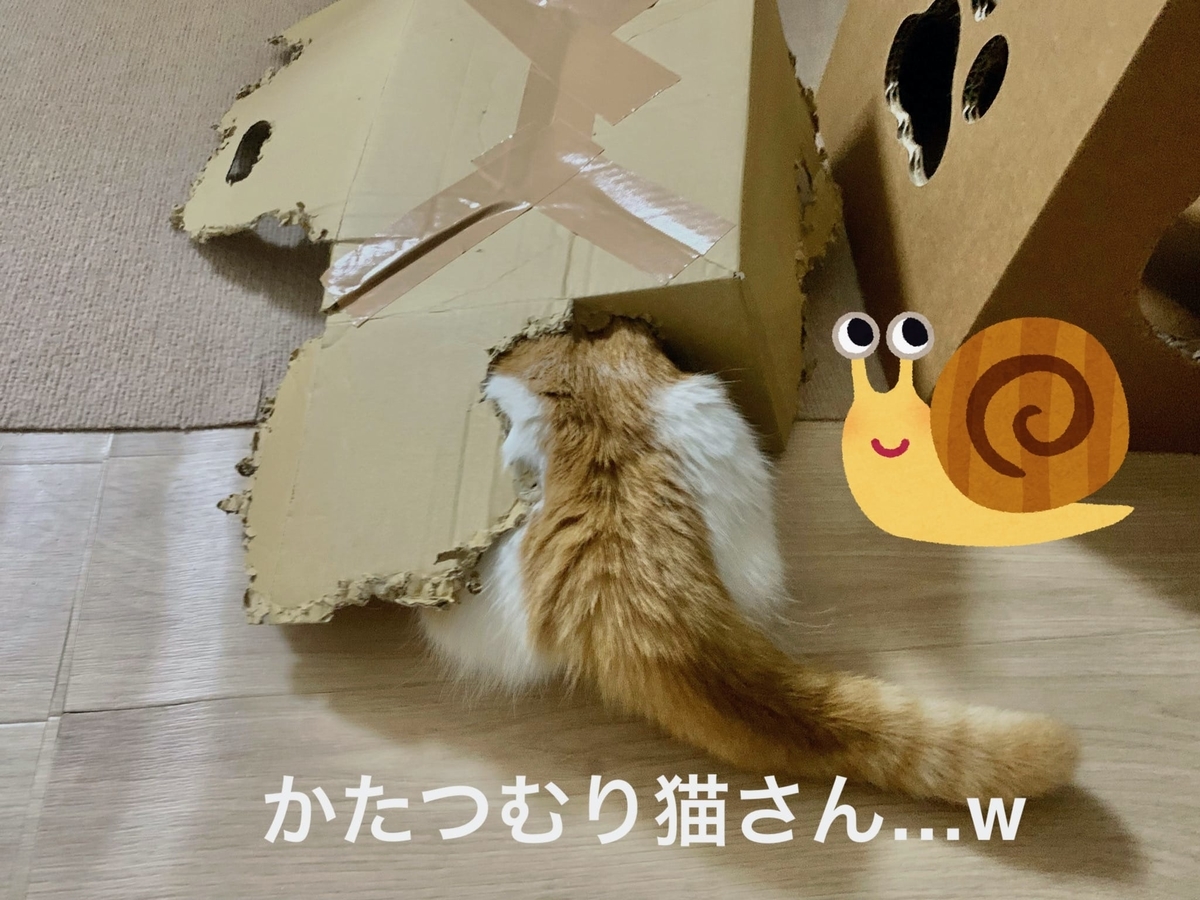 ボロボロの段ボールの中に潜むるるちゃん3