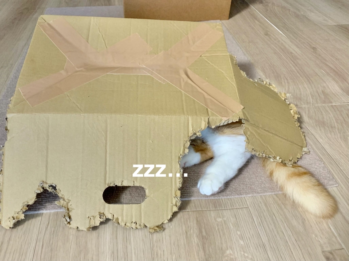 ボロボロの段ボールの中に潜むるるちゃん4