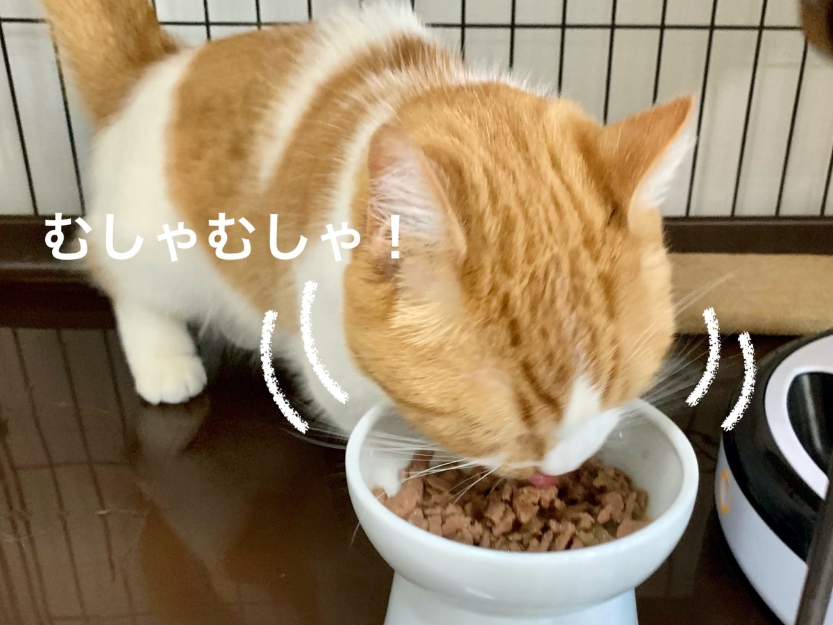 元気にご飯を食べるるるちゃん